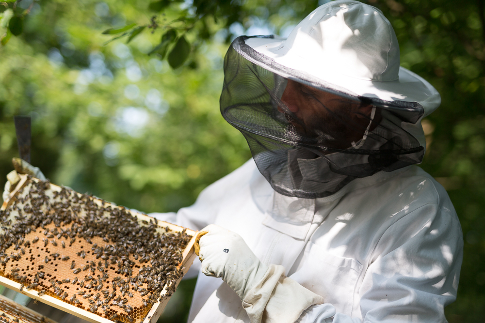 Imker mit Bienenvolk